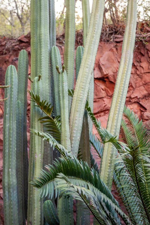 Lejwe La Metsi Private Reserve Bela-Bela Buitenkant foto