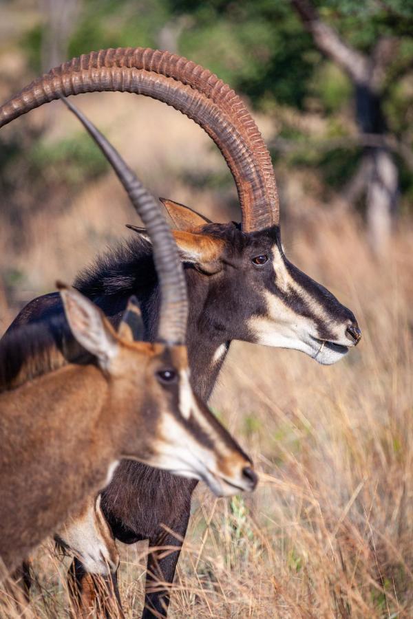 Lejwe La Metsi Private Reserve Bela-Bela Buitenkant foto