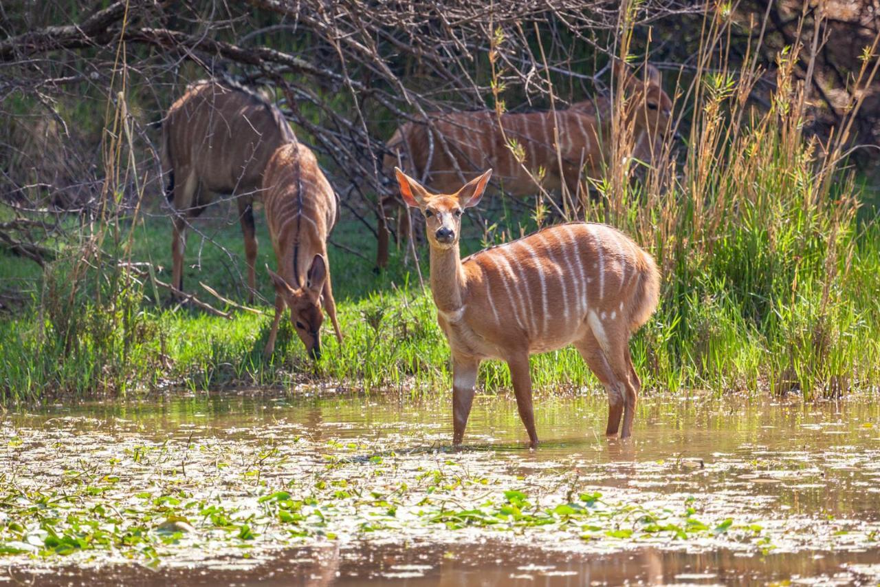 Lejwe La Metsi Private Reserve Bela-Bela Buitenkant foto