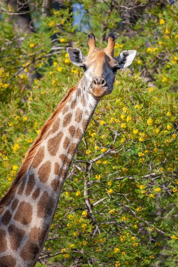 Lejwe La Metsi Private Reserve Bela-Bela Buitenkant foto