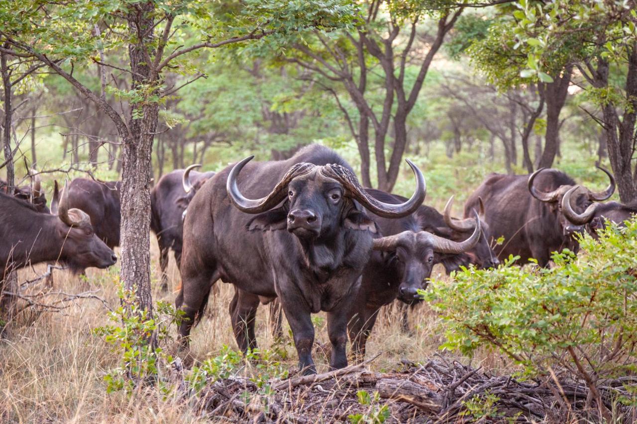 Lejwe La Metsi Private Reserve Bela-Bela Buitenkant foto